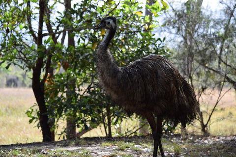 Daintree - Cape Tribulation & Atherton Tablelands Tours From Port Douglas - Tourism Townsville 29