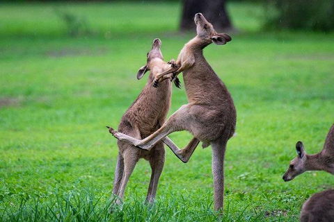 Daintree - Cape Tribulation & Atherton Tablelands Tours From Port Douglas - Tourism Townsville 14