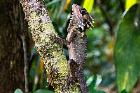 Daintree - Cape Tribulation & Atherton Tablelands Tours From Port Douglas - Tourism Townsville 7