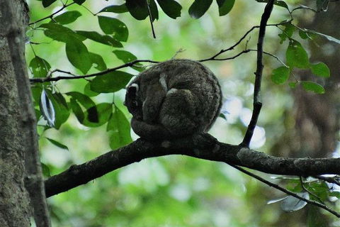 Daintree - Cape Tribulation & Atherton Tablelands Tours From Port Douglas - Tourism Townsville 11