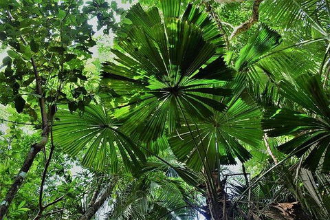 Daintree - Cape Tribulation & Atherton Tablelands Tours From Port Douglas - Tourism Townsville 22