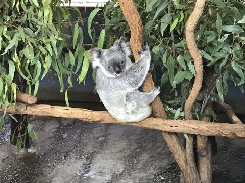 Lone Pine Koala Sanctuary Admission With Brisbane River Cruise - Tourism Townsville 21