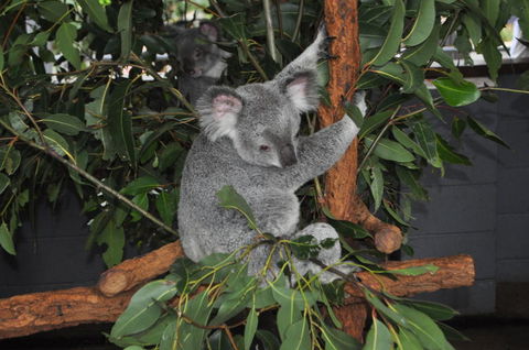 Lone Pine Koala Sanctuary Admission With Brisbane River Cruise - Tourism Townsville 6