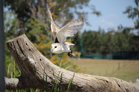Lone Pine Koala Sanctuary Admission With Brisbane River Cruise - Tourism Townsville 25