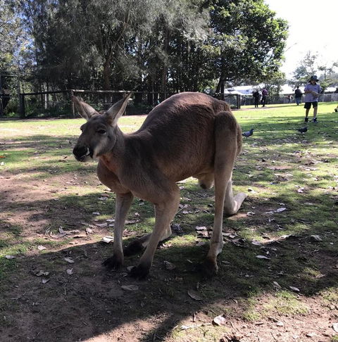 Lone Pine Koala Sanctuary Admission With Brisbane River Cruise - Tourism Townsville 15