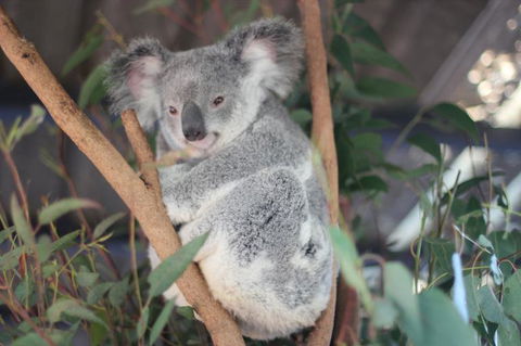 Lone Pine Koala Sanctuary Admission With Brisbane River Cruise - Tourism Townsville 9
