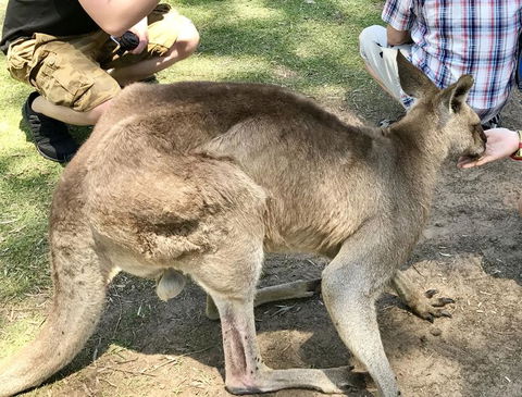 Lone Pine Koala Sanctuary Admission With Brisbane River Cruise - Tourism Townsville 19