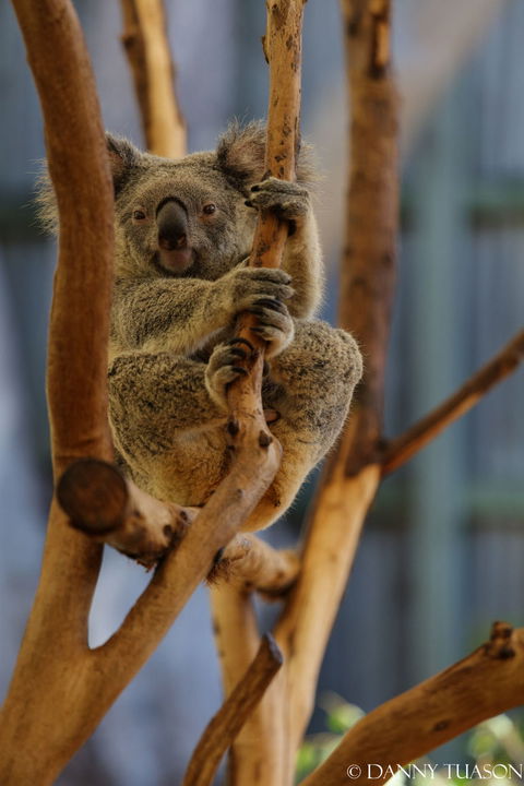 Lone Pine Koala Sanctuary Admission With Brisbane River Cruise - Tourism Townsville 24