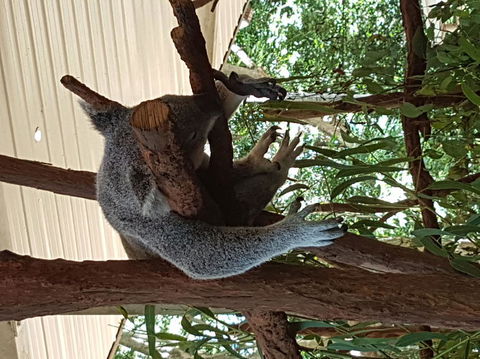Lone Pine Koala Sanctuary Admission With Brisbane River Cruise - Tourism Townsville 2