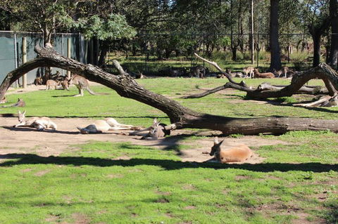 Lone Pine Koala Sanctuary Admission With Brisbane River Cruise - Tourism Townsville 12
