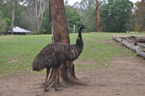Lone Pine Koala Sanctuary Admission With Brisbane River Cruise - Tourism Townsville 5