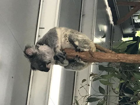 Lone Pine Koala Sanctuary Admission With Brisbane River Cruise - Tourism Townsville 20