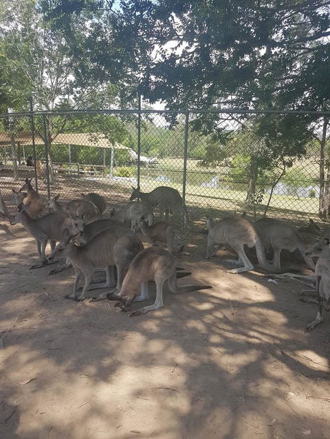 Lone Pine Koala Sanctuary Admission With Brisbane River Cruise - Tourism Townsville 18
