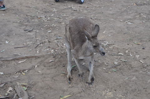 Lone Pine Koala Sanctuary Admission With Brisbane River Cruise - Tourism Townsville 3