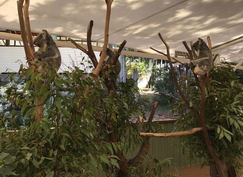 Lone Pine Koala Sanctuary Admission With Brisbane River Cruise - Tourism Townsville 16