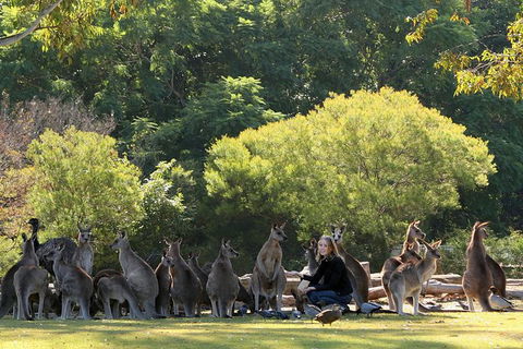 Lone Pine Koala Sanctuary Admission With Brisbane River Cruise - Tourism Townsville 27