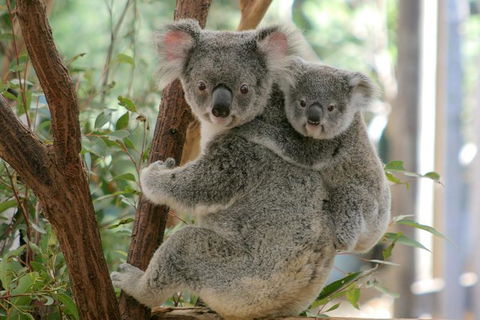 Lone Pine Koala Sanctuary Admission With Brisbane River Cruise - Tourism Townsville 28