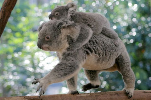 Lone Pine Koala Sanctuary Admission With Brisbane River Cruise - Tourism Townsville 30
