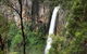 World Heritage Springbrook National Park Tour Including Natural Bridge - thumb 1
