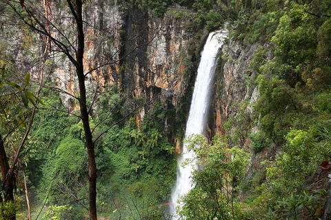 World Heritage Springbrook National Park Tour Including Natural Bridge - Tourism Townsville 1