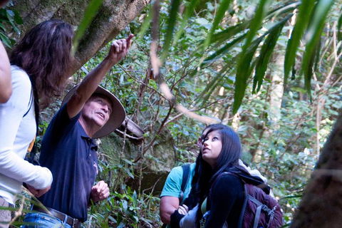 World Heritage Springbrook National Park Tour Including Natural Bridge - Tourism Townsville 7