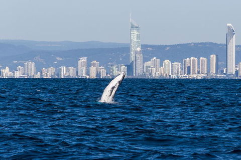 Half-Day Whale Watching And Canal Cruise From Surfers Paradise - Tourism Townsville 1