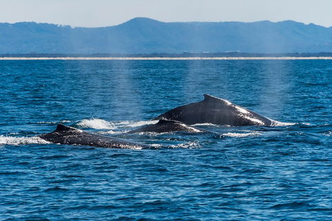 Half-Day Whale Watching And Canal Cruise From Surfers Paradise - Tourism Townsville 4