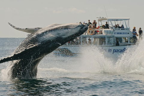 Half-Day Whale Watching And Canal Cruise From Surfers Paradise - Tourism Townsville 3