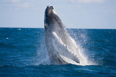 Half-Day Whale Watching And Canal Cruise From Surfers Paradise - Tourism Townsville 5