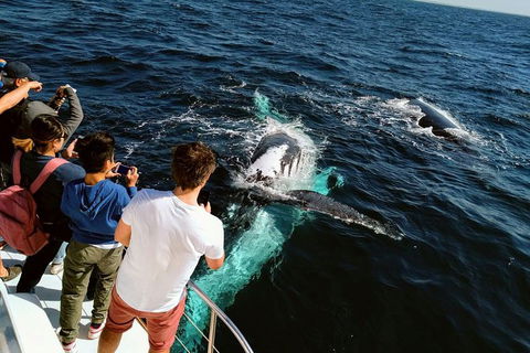 Half-Day Whale Watching And Canal Cruise From Surfers Paradise - Tourism Townsville 2