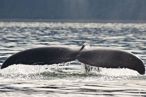 Half-Day Whale Watching And Canal Cruise From Surfers Paradise - Tourism Townsville 7
