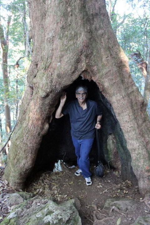 Springbrook National Park Discovery Full-Day Bushwalking Tour - Tourism Townsville 5