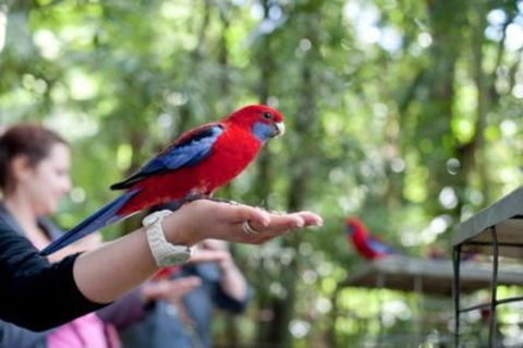 Springbrook National Park Discovery Full-Day Bushwalking Tour - Tourism Townsville 0