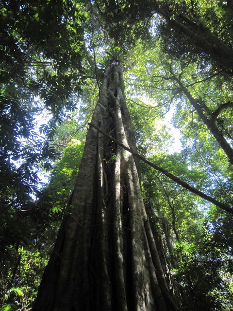Springbrook National Park Discovery Full-Day Bushwalking Tour - Tourism Townsville 14