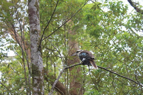 Springbrook National Park Discovery Full-Day Bushwalking Tour - Tourism Townsville 2