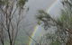 Springbrook National Park Discovery Full-Day Bushwalking Tour - thumb 22