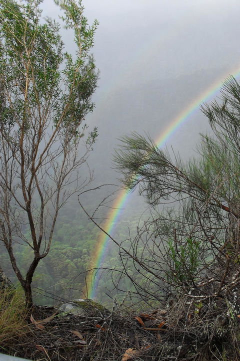 Springbrook National Park Discovery Full-Day Bushwalking Tour - Tourism Townsville 22
