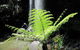 Springbrook National Park Discovery Full-Day Bushwalking Tour - thumb 12