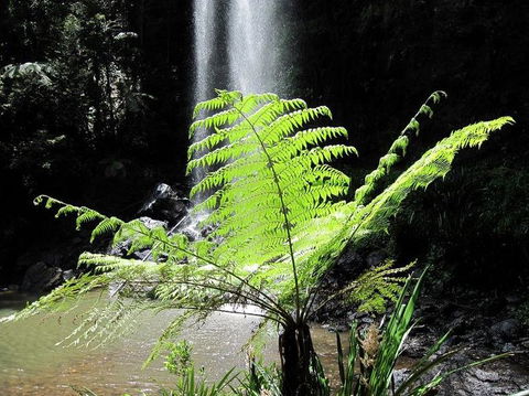 Springbrook National Park Discovery Full-Day Bushwalking Tour - Tourism Townsville 12