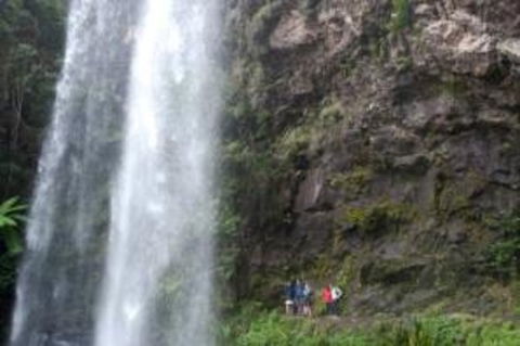 Springbrook National Park Discovery Full-Day Bushwalking Tour - Tourism Townsville 1