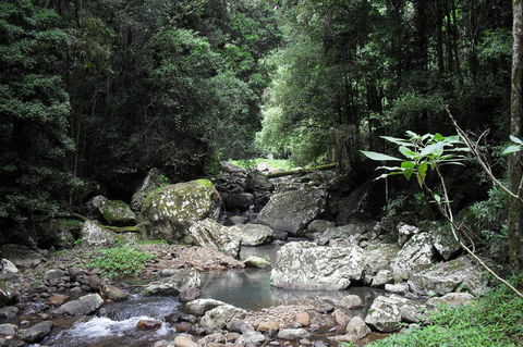 Springbrook National Park Discovery Full-Day Bushwalking Tour - Tourism Townsville 21