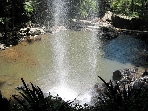 Springbrook National Park Discovery Full-Day Bushwalking Tour - Tourism Townsville 13
