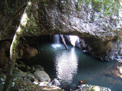 Springbrook National Park Discovery Full-Day Bushwalking Tour - Tourism Townsville 7