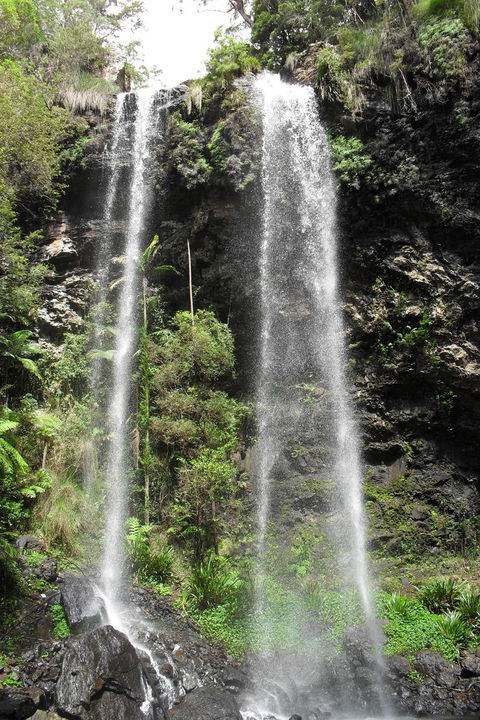 Springbrook National Park Discovery Full-Day Bushwalking Tour - Tourism Townsville 20