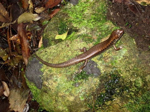 Springbrook National Park Discovery Full-Day Bushwalking Tour - Tourism Townsville 9