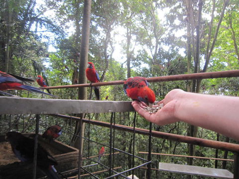 Springbrook National Park Discovery Full-Day Bushwalking Tour - Tourism Townsville 15