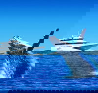 Tangalooma Island Resort Dolphin Viewing Day Cruise with Whale Watching - Tourism Townsville