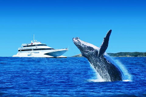 Tangalooma Island Resort Premium Dolphin Feeding Day Cruise With Whale Watching - Tourism Townsville 0