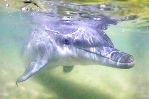 Tangalooma Island Resort Premium Dolphin Feeding Day Cruise With Whale Watching - Tourism Townsville 1