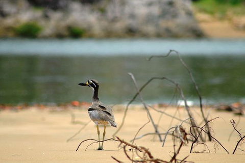 1770 Coastline Tour By LARC Amphibious Vehicle Including Picnic Lunch - Tourism Townsville 11